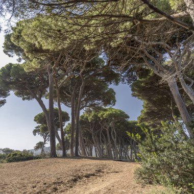 Akdeniz körfezi kıyısında uzun deniz çam ağaçları olan manzara, Baratti, Tuscany, İtalya 'da parlak bir sonbahar ışığı altında çekildi.