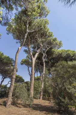 Akdeniz körfezi kıyısında uzun deniz çamları olan manzara, Baratti, Toskana, İtalya 'da parlak bir sonbahar ışığı altında çekildi.