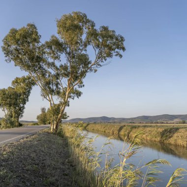 Ağaç ve sazlıklar Valentina yolunda ve yeşil Maremma kırsalında, Fonteblanda, Toskana, İtalya 'da parlak bir sonbahar ışığı altında çekilmiş.