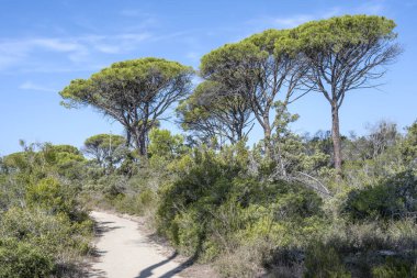 Akdeniz kıyısı manzaralı deniz çam ağaçlarıyla kaplanmış, Marina di Alberese, Toskana, İtalya 'da parlak bir sonbahar ışığı altında çekilmiş.
