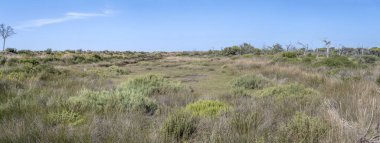 Sahildeki bataklıkta Akdeniz ovalanan manzara, İtalya, Toskana 'daki Marina di Alberese' de parlak bir sonbahar ışığı altında çekildi.