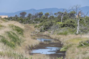 Neredeyse kuru kanalı ve kıyıda Akdeniz bataklığı olan manzara, Marina di Alberese, Toskana, İtalya 'da parlak bir sonbahar ışığı altında çekildi.