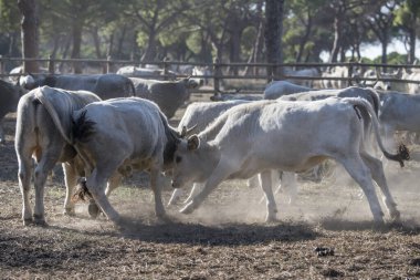 Genç Maremma boğaları tozlu topraklarda çayırlarda savaşıyor, Marina di Alberese, Tuscany, İtalya yakınlarında parlak bir sonbahar ışığı altında vuruldu.