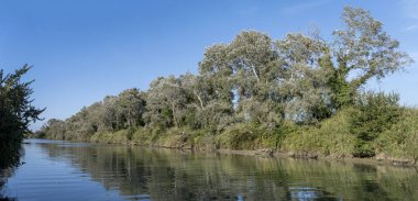 Ombrone Nehri 'nin sağ kıyısındaki bereketli bitki örtüsü Alberese, Tuscany, İtalya' nın kuzeyinde parlak bir sonbahar sabahında çekildi.