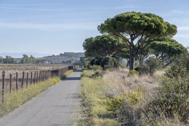 Maremma kırsalında kır yolu ve deniz çamları olan manzara, Alberese, Toskana, İtalya yakınlarında parlak bir sonbahar ışığı altında çekildi.