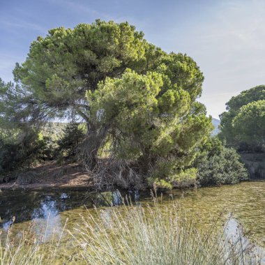 Kanal kıyısındaki bataklıkta büyük deniz çamı olan manzara, Marina di Alberese, Toskana, İtalya yakınlarındaki parlak sonbahar ışığı altında çekildi.