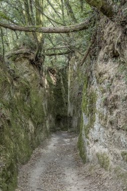 Vie Mağarası 'nın tarihi patikasındaki ormanın altındaki kayalıkların arasındaki yol üzerindeki kantilever ağacı Pitigliano, Tuscany, İtalya' da sonbaharın parlak erken saatlerinde çekildi.