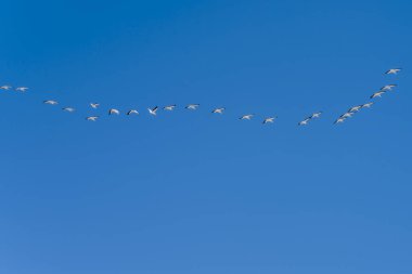 Naukluft Çölü 'nün kıyısında düzenle uçan büyük bir pelikan sürüsü, Sandwich Limanı, Namibya, Afrika yakınlarındaki parlak bahar ışığı altında çekildi.
