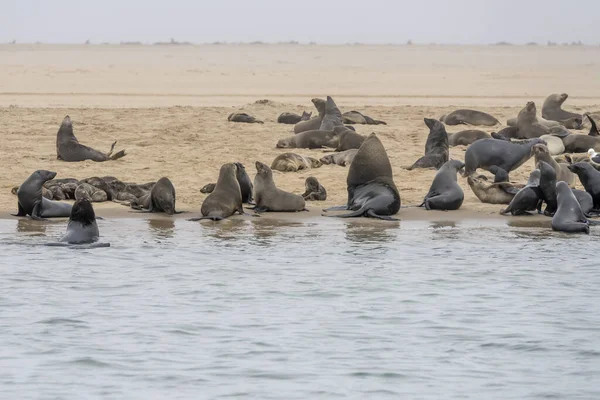 Deniz kıyısındaki fok grubu, Pelican Point, Walvis Bay, Namibya, Afrika 'da açık bahar bulutlu ışıkta çekildi.