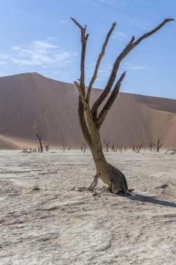 Arka planda kum tepecikli kuru ağaç, Deadlvei, Namibya, Afrika 'daki Naukluft çölünde parlak bir bahar ışığı altında çekildi.