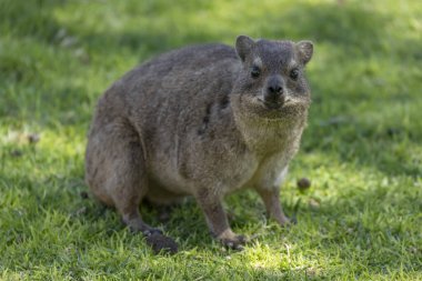Hobas, Namibya, Afrika yakınlarındaki parlak bahar ışığı altında çöldeki otların üzerinde çekilen dikkatli Rock Hyrax.