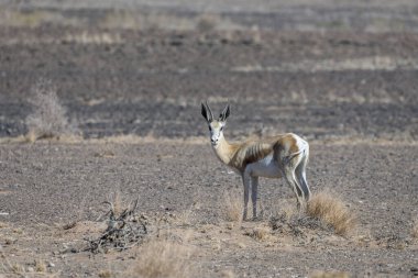 Çorak topraklarda Sprigbock, Holoog, Namibya, Afrika yakınlarındaki çölde parlak bir bahar ışığı altında çekildi.