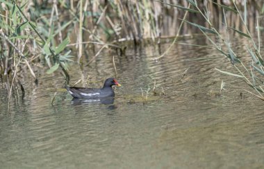 Naute Barajı, Namibya, Afrika yakınlarında parlak bir bahar ışığı altında çekilen, Lowen Nehri 'nde yüzen ortak Moorhen.