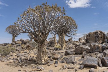 Büyük dolerit kayalar ve çöldeki titrek ağaçlar Quivertree Ormanı, Keetmansoop, Namibya 'daki parlak bahar ışığı altında çekildi.
