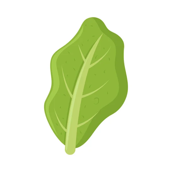 Leaf Lettuce 아이콘외진 디자인 — 스톡 벡터