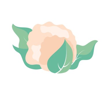 Karnabahar sebze ikonu izole edilmiş.