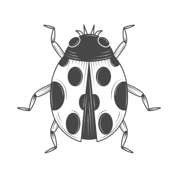 Marienkäfer Insekt Tier Symbol Isoliert — Stockvektor
