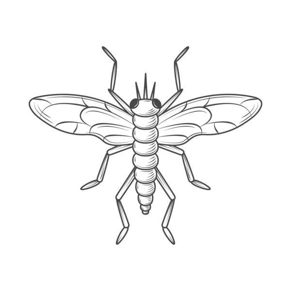 Saltamontes Insecto Animal Icono Aislado — Archivo Imágenes Vectoriales