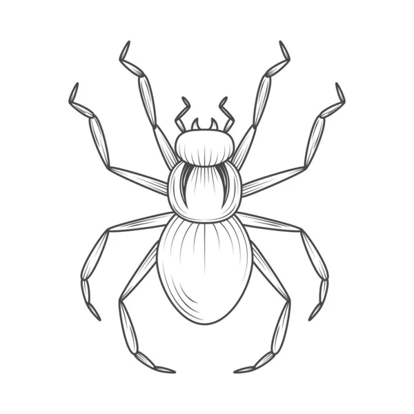 Pavouk Hmyz Ikona Zvíře Izolované — Stockový vektor