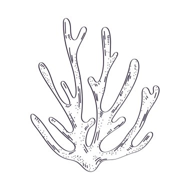 mercan deniz ikonu izole tasarımı