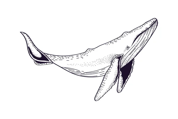 Velryba Moře Ikona Izolované Design — Stockový vektor