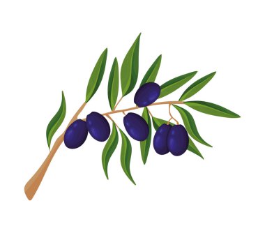 siyah zeytin ağacı simgesi izole