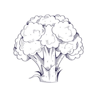 brokoli elle çizilmiş yiyecek simgesi izole edildi