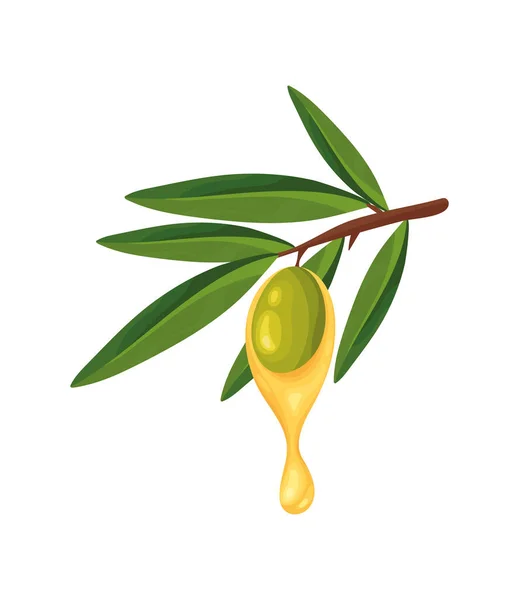 Olivolja Och Isolerad Fröikon — Stock vektor