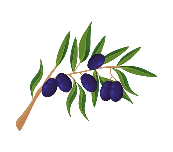 Ikone Des Schwarzen Olivenbaums Isoliert — Stockvektor