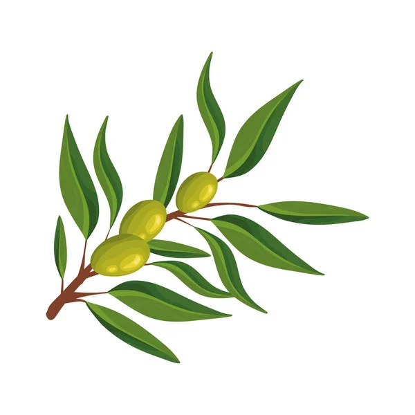 Olive Branch Leaf Icon Isolated — Stock vektor