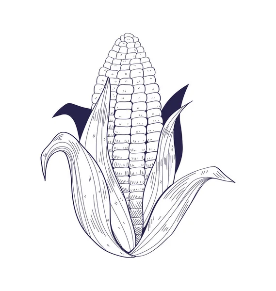 Ikona Żywności Ręcznie Rysowane Kukurydzy Izolowane — Wektor stockowy