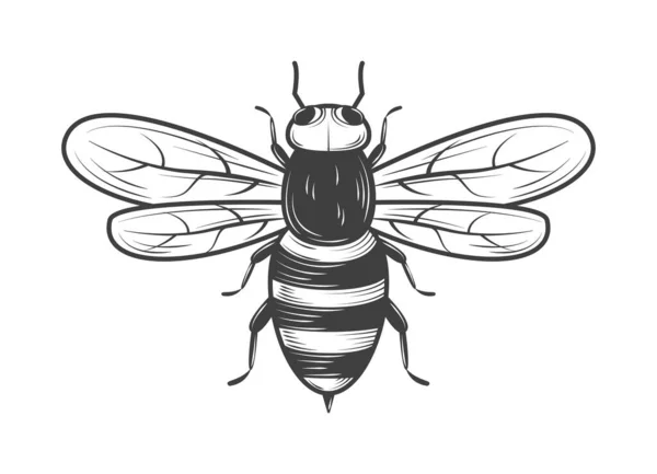 Ikon Serangga Lebah Desain Terisolasi - Stok Vektor