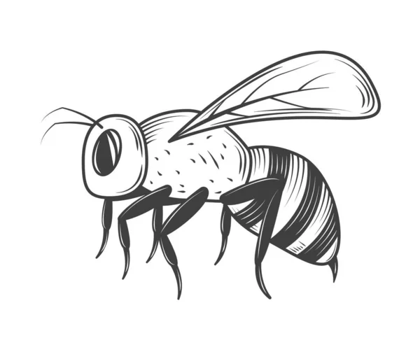 Včelí Hmyz Ikona Izolovaný Design — Stockový vektor