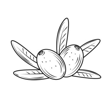 Zeytin doğa ikonu izole tasarım