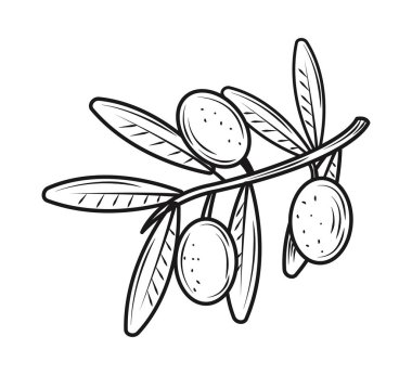 olive branch leaf icon isolated