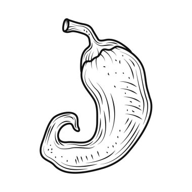 chili vegetable icon isolated design