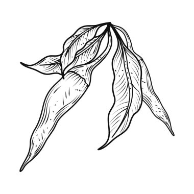 Kırmızı biber ve yaprak simgesi izole tasarımı