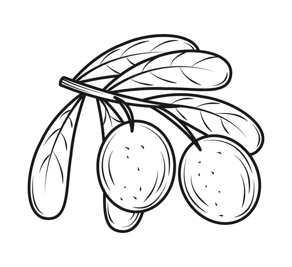 Oliven Und Blätter Ikone Isoliert — Stockvektor