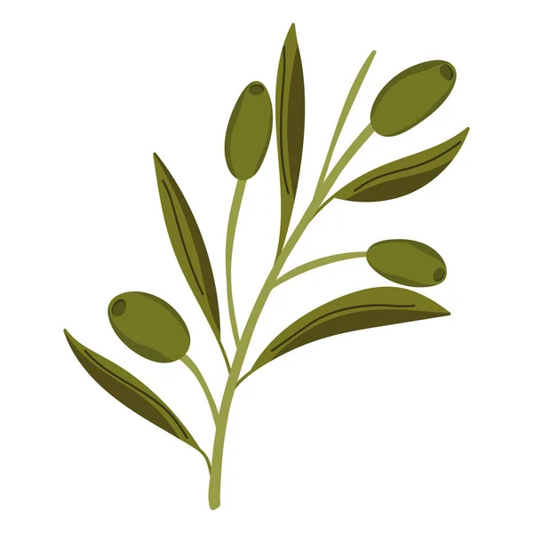 Zweigblätter Der Oliven Ikone Isoliert — Stockvektor