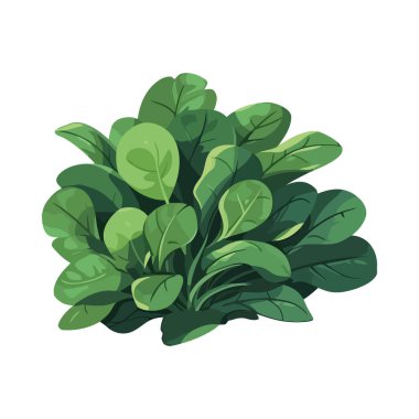 Organik taze ıspanak ikonu izole edildi