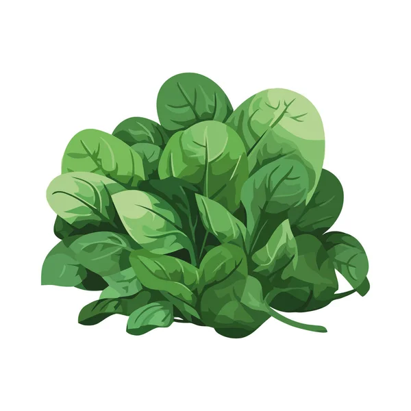 Organikus Vegetáriánus Friss Zöld Gyógynövények Ikon Elszigetelt — Stock Vector