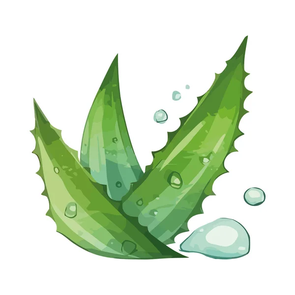 stock vector Green aloe vera with water drop vector icon isolated