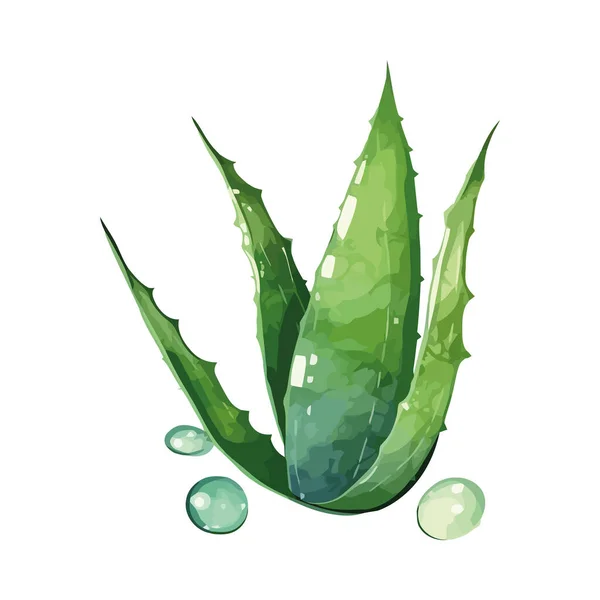 Planta Aloe Vera Fresca Com Ícone Gota Água Isolada — Vetor de Stock