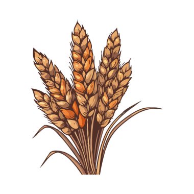 Altın buğday ve arpa demeti, hasat ikonu için olgunlaşmış, izole edilmiş.