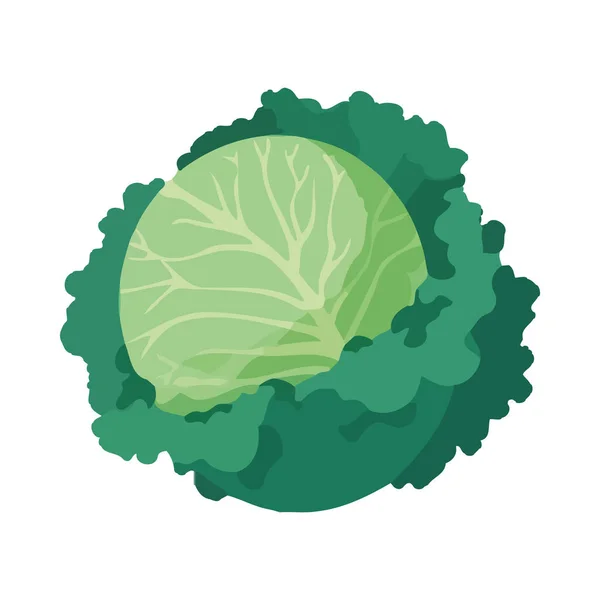 新鮮な有機野菜キャベツ健康的な食事のアイコンが隔離された — ストックベクタ