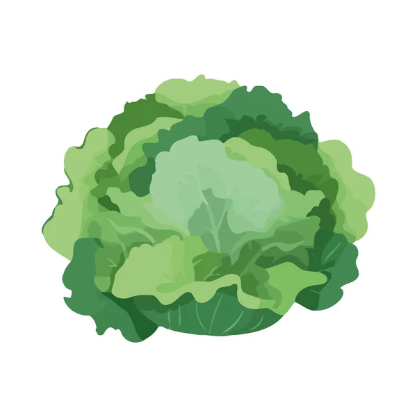 有機の葉の成分のアイコンが単離された新鮮なキャベツ — ストックベクタ