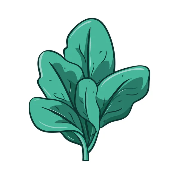 Espinafre Verde Simboliza Ícone Alimentação Saudável Isolado — Vetor de Stock