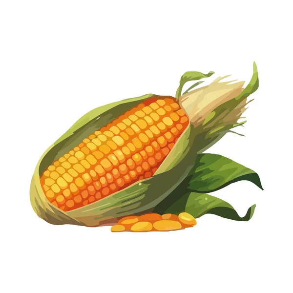Świeża Ekologiczna Kukurydza Dojrzała Zdrowego Odżywiania Się Ikoną Izolowane — Wektor stockowy