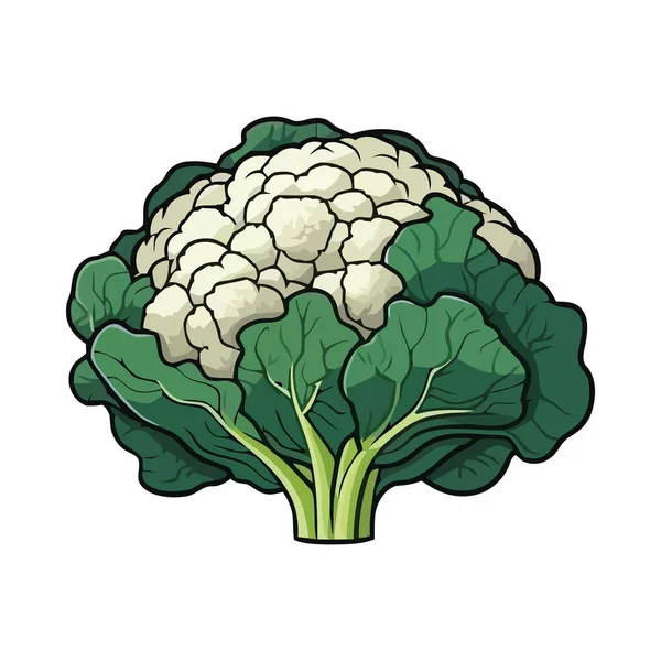 Frisches Bio Gemüse Blumenkohl Symbol Isoliert — Stockvektor