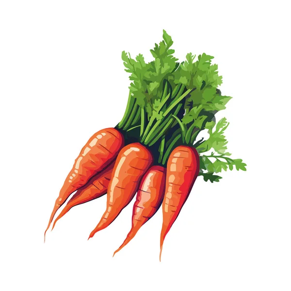 stock vector Fresh organic carrots, ripe and ready for cooking icon isolated